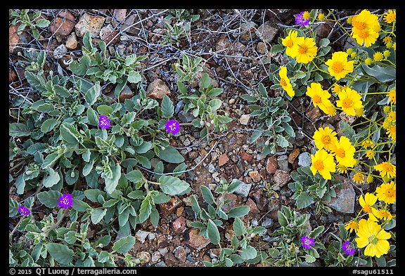 Ground close-up with purple wildflowers and brittlebush. Saguaro National Park, Arizona, USA.