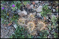 Ground close-up with cactus and wildflowers. Saguaro National Park, Arizona, USA.