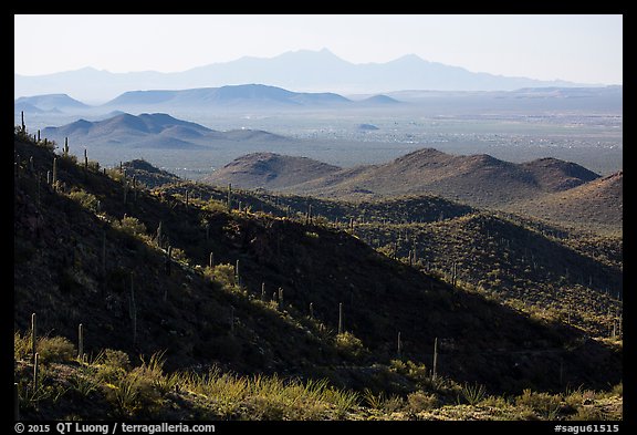 Desert mountains with saguaro-covered ridges. Saguaro National Park (color)