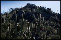 Backlit saguro cacti and hill. Saguaro National Park ( color)
