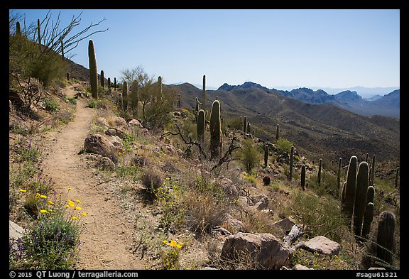 Hugh Norris Trail. Saguaro National Park (color)
