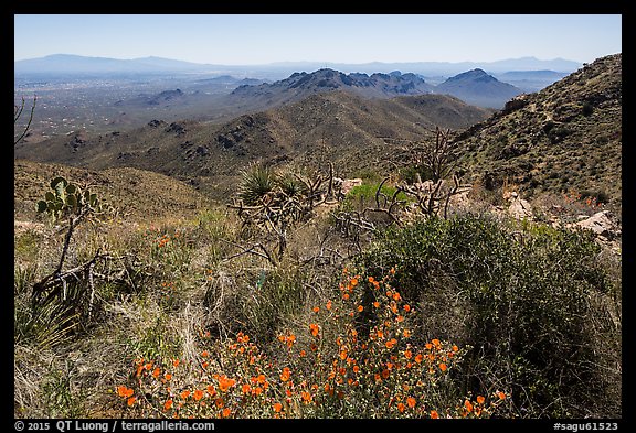 Wildflowers and Tucson Mountains from Wasson Peak. Saguaro National Park (color)