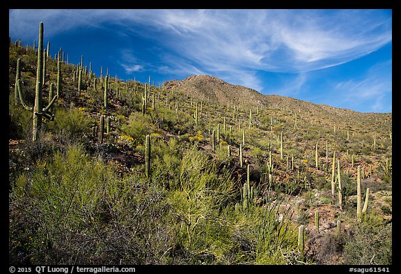 Verdant desert slopes leading to Wasson Peak. Saguaro National Park (color)