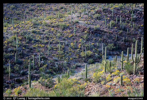 Wash and slopes with cactus and brittlebush. Saguaro National Park (color)