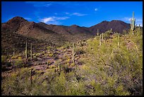 Palo Verde, cacti, and Wasson Peak. Saguaro National Park ( color)