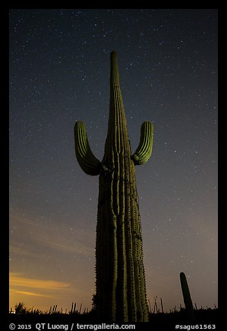 Looking up tall saguaro cactus at night. Saguaro National Park, Arizona, USA.
