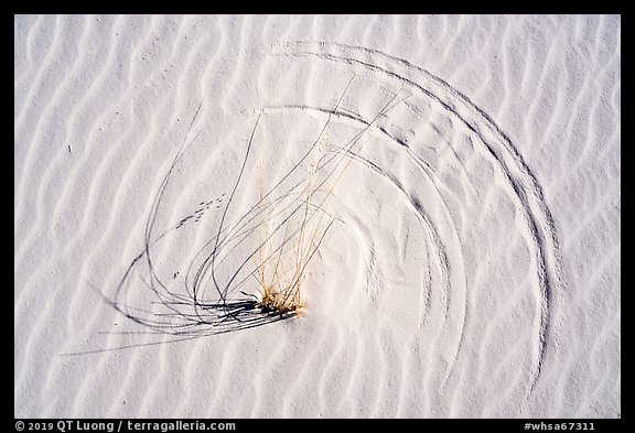 Close-up of grasses on dunes with trails left by tip motion. White Sands National Park, New Mexico, USA.