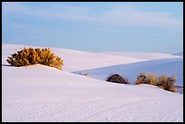 Srubs in dune field. White Sands National Park ( color)