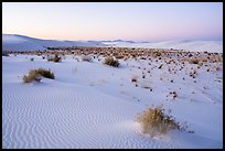 Shrubs and dunes at twilight. White Sands National Park ( color)