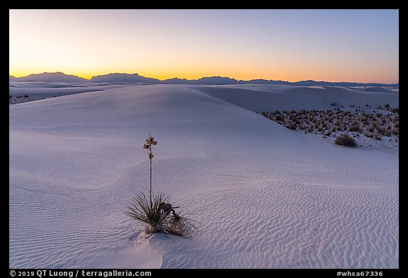 Dunes and soaptree Yucca in autumn at sunset. White Sands National Park (color)