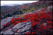Shrubs and granite slabs on Cadillac mountain. Acadia National Park, Maine, USA.