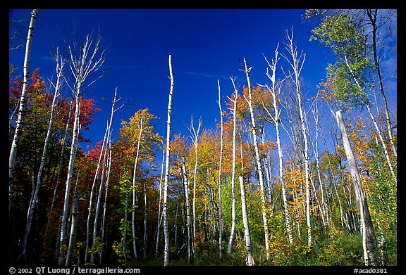 Forest of white birch trees against blue sky. Acadia National Park (color)