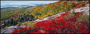 Autumn landscape with brightly colors shrubs and trees. Acadia National Park, Maine, USA.