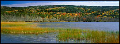 Marsh and hill in autumn foliage. Acadia National Park (Panoramic color)