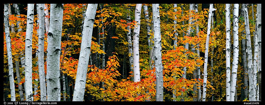 White birch trees and orange-colored maple leaves in autumn. Acadia National Park, Maine, USA.