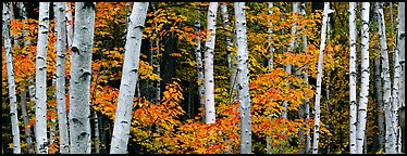White birch trees and orange-colored maple leaves in autumn. Acadia National Park (Panoramic color)