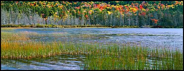 Pond, reeds and trees in autumn. Acadia National Park, Maine, USA. (color)
