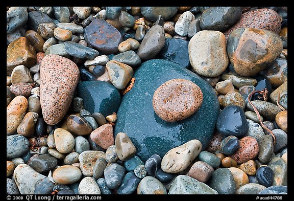 Colorful pebbles shining in the rain. Acadia National Park, Maine, USA.