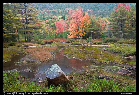 Pond in rainy weather and trees in autumn foliage. Acadia National Park, Maine, USA.