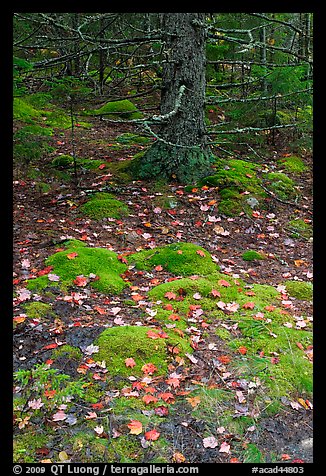 Moss, leaves, and tree. Acadia National Park (color)