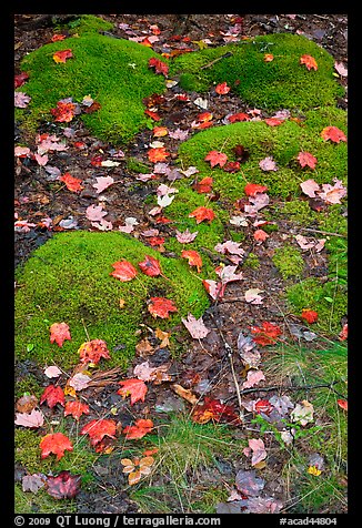 Fallen leaves on green moss. Acadia National Park, Maine, USA.