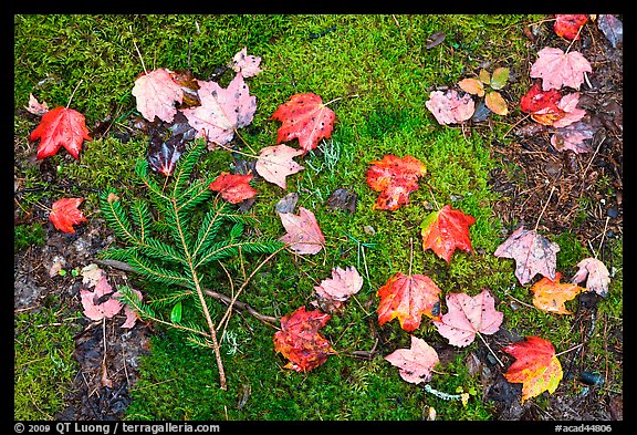 Pine brach, maple leaves, and moss. Acadia National Park, Maine, USA.
