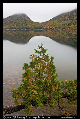 Sapling growing out of branch and hills, Jordan Pond. Acadia National Park, Maine, USA.