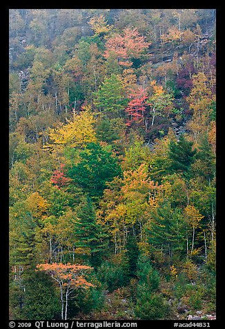 Trees in autumn colors on hillside. Acadia National Park, Maine, USA.