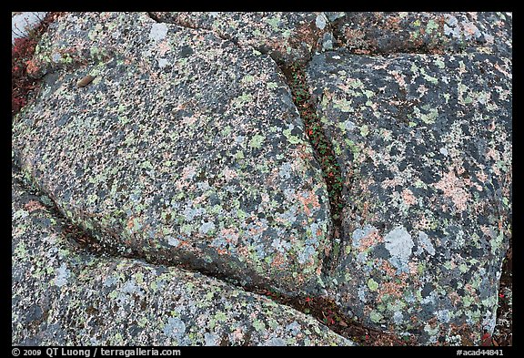 Multicolored lichen on granite slab, Cadillac Mountain. Acadia National Park, Maine, USA.