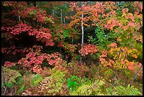 Multicolored leaves in autumn. Acadia National Park ( color)
