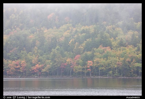 Foggy autumn slopes, Jordan Pond. Acadia National Park (color)