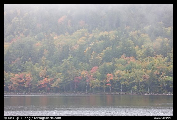 Foggy autumn slopes, Jordan Pond. Acadia National Park, Maine, USA.