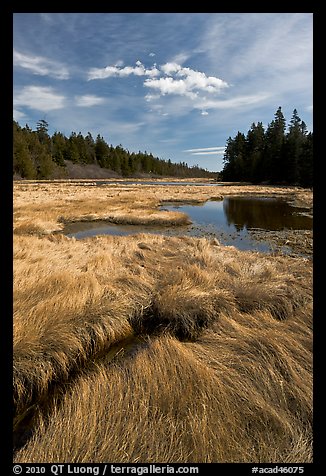 Grasses and pond, Schoodic Peninsula. Acadia National Park, Maine, USA.