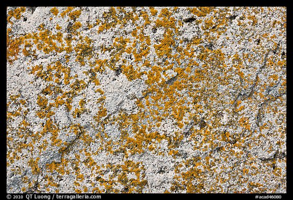 Lichens on light granite, Schoodic Peninsula. Acadia National Park, Maine, USA.