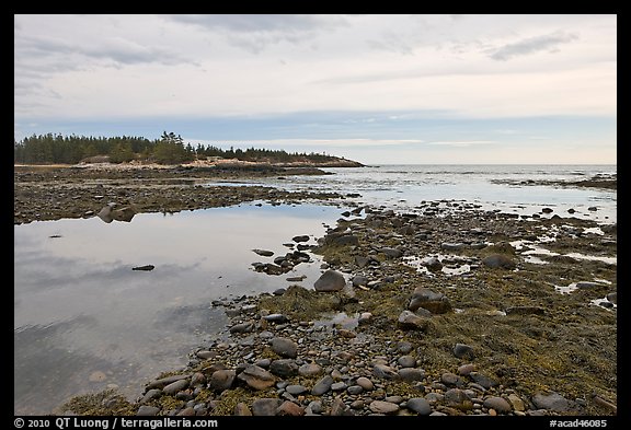 Seaweed and pebbles at low tide, Schoodic Peninsula. Acadia National Park, Maine, USA.