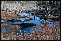 Tree skeletons and swamp, Isle Au Haut. Acadia National Park, Maine, USA. (color)