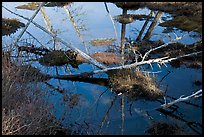 Swamp reflections, Isle Au Haut. Acadia National Park, Maine, USA. (color)
