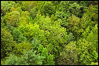 Tree canopy in summer. Acadia National Park ( color)