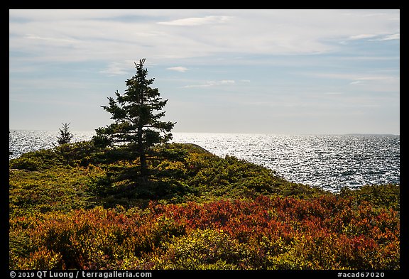 Autumn colors and shimmering sea, Little Moose Island. Acadia National Park (color)
