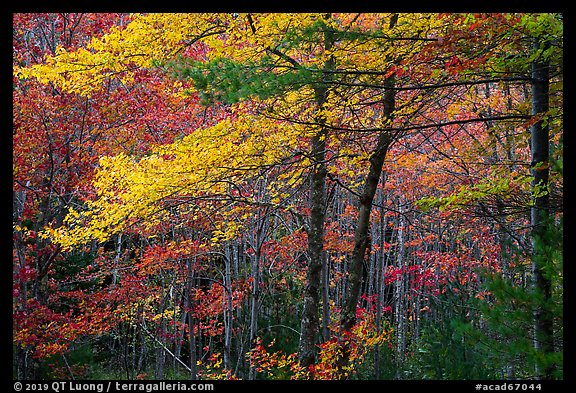 Hardwood trees in autumn foliage. Acadia National Park (color)