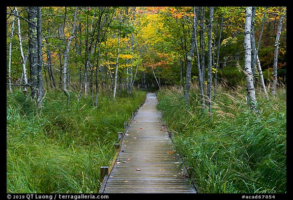 Boardwalk, Jesup Path. Acadia National Park (color)