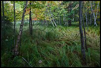 Grasses and trees, Jesup Path. Acadia National Park ( color)