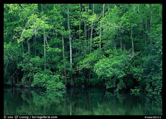 Trees reflected in pond in summer. Congaree National Park, South Carolina, USA.