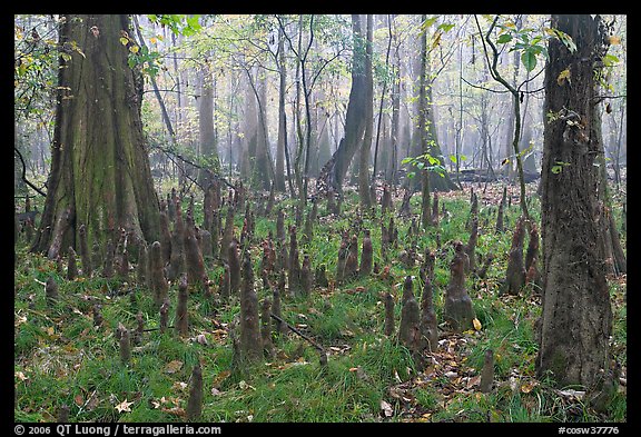 Cypress knees in misty forest. Congaree National Park (color)