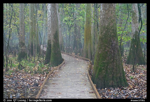 Boardwalk snaking between giant cypress trees in misty weather. Congaree National Park (color)