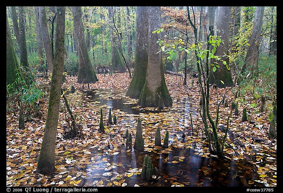 Cypress and knees in slough with fallen leaves. Congaree National Park, South Carolina, USA.