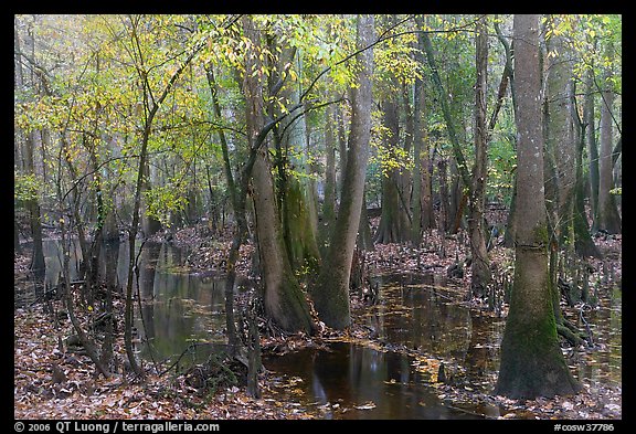 Flooded forest with fall color. Congaree National Park, South Carolina, USA.