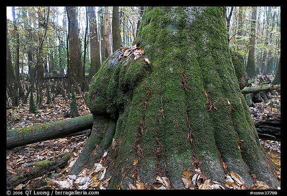 Base of giant bald cypress tree with burl. Congaree National Park, South Carolina, USA.