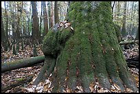Base of giant bald cypress tree with burl. Congaree National Park, South Carolina, USA. (color)