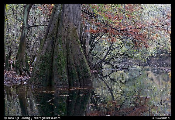Large buttressed base of bald cypress and fall colors reflections in Cedar Creek. Congaree National Park (color)